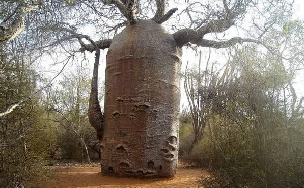 a thick tree trunk as an imitation of increasing penis thickness